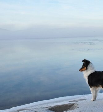 Örnsköldsvik hundvanliga hotell