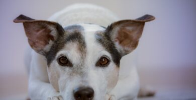 Hund Öroninflammation