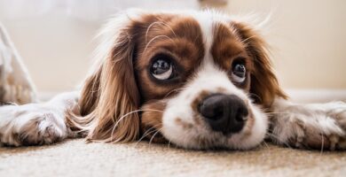 Hund diarré