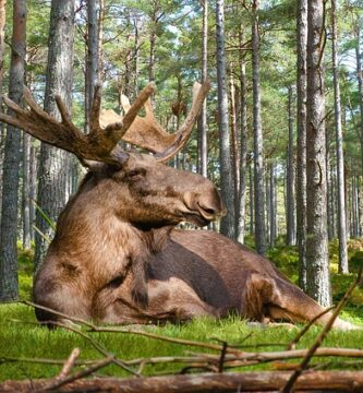 Norrtälje hotell hund
