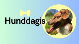 Hunddagis sverige