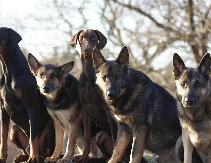 Norrköping Hundpensionat