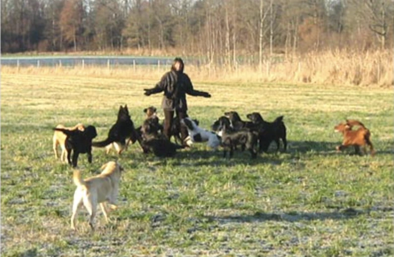 Kennel Straight Flush - Stävlö Hundcenter / hundpensionat