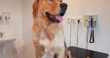 AB Solstadens Smådjursklinik veterinär