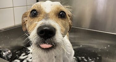 Högdalens Hundcenter