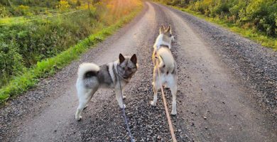 Källhagens Gård & Hundpensionat