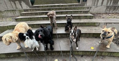 Stockholms Hundforum Hunddagis Vasastan - Birkastan