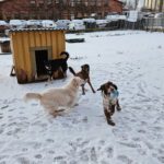 ENA Hundcenter hundpensionat