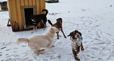 ENA Hundcenter hundpensionat