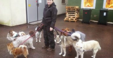 Hundstjärnan Hunddagis