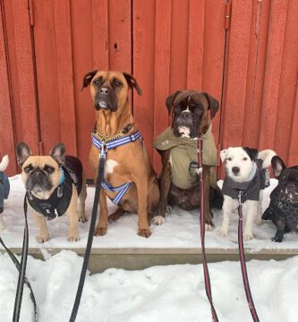 Trygga Hund i Stockholm AB - Hunddagis Kista och Järvastaden Solna Sundbyberg Sollentuna