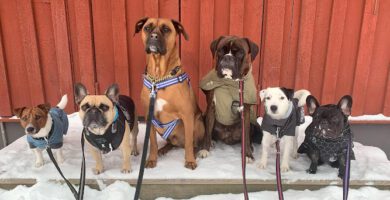 Trygga Hund i Stockholm AB - Hunddagis Kista och Järvastaden Solna Sundbyberg Sollentuna