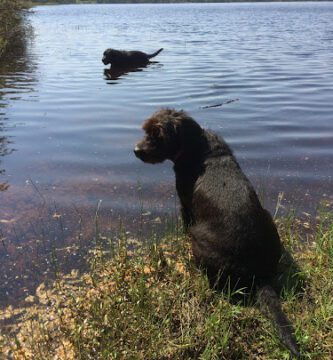 Tassa På hundpensionat