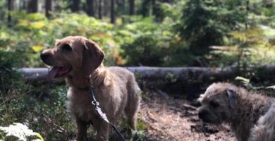 Värmdö hund- och kattpensionat hundpensionat