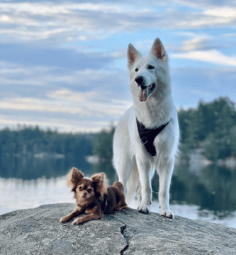 Hundparadiset Göteborg