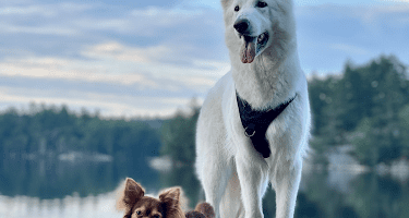 Hundparadiset Göteborg