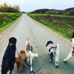 Hunddagis 101 tassar