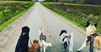 Hunddagis 101 tassar