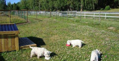 Husby Hundhotell hundpensionat