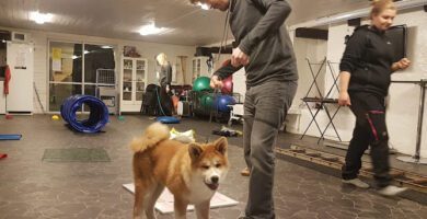 MöllerGårdens Hundcenter hundpensionat