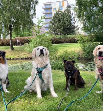 Göteborgs Hunddagis Backaplan