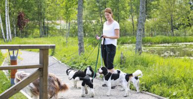 Södertörns Hundcenter AB