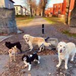 Mikis hunddagis & Mikis hundfrisör