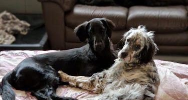 i20 Hunddagis AB hundpensionat