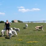 Chillas Vänner Hunddagis-Hundpensionat-Hundkurser