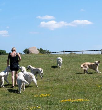 Chillas Vänner Hunddagis-Hundpensionat-Hundkurser