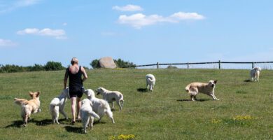 Chillas Vänner Hunddagis-Hundpensionat-Hundkurser