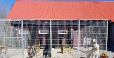 Liljedals hundpensionat hundpensionat