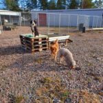 Hunddagiset i Jönköping HB