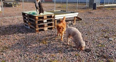 Hunddagiset i Jönköping HB