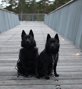 Schipphults hundpensionat