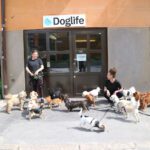 Doglife Midsommarkransen