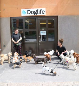 Doglife Midsommarkransen