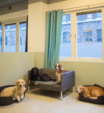 Stockholms Hundforum Hunddagis Södermalm - Hornstull