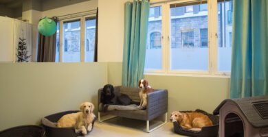 Stockholms Hundforum Hunddagis Södermalm - Hornstull