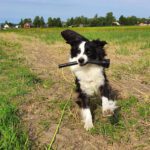 Hunddagis HUNDra procent