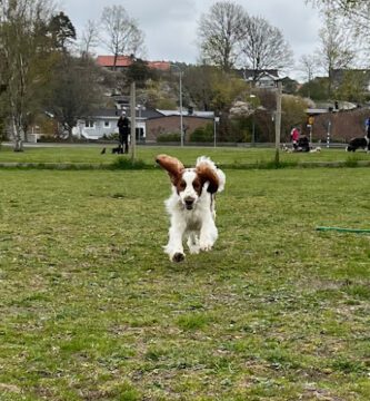 Hundrasten i Kungsbacka