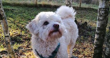 FinaDinas Hundpensionat