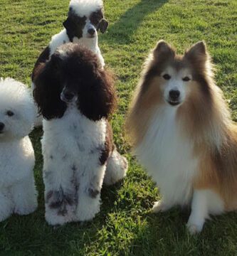 Hildesborgs Hunddagis hundpensionat