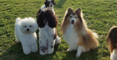 Hildesborgs Hunddagis hundpensionat