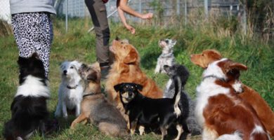 Koppla Av Hundcenter AB i Mölndal