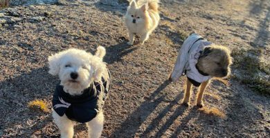 Kamillas dogis hundpensionat