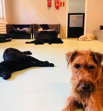 Dogcare hunddagis