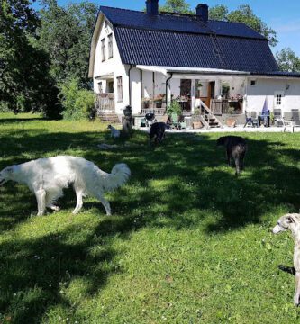 Hundpensionat Pyssla hundpensionat