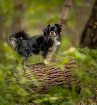 Göteborgs Hunddagis-Sisjön