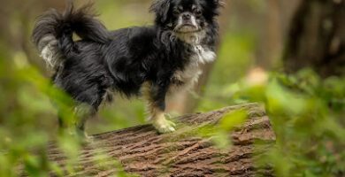 Göteborgs Hunddagis-Sisjön